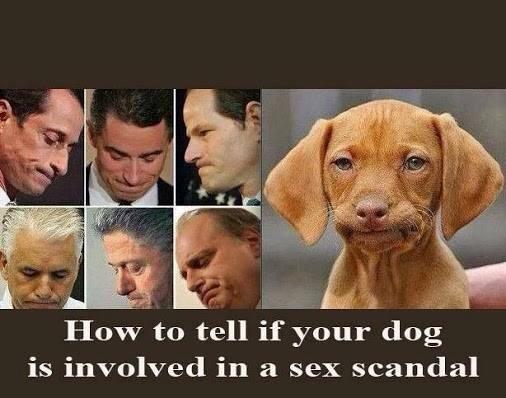 How to know if your dog is involved in a sex scandal.