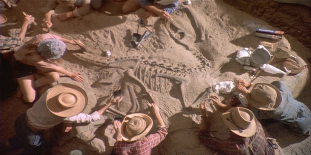 Grant and Sattler unearth a human sized velociraptor skeleton in Montana early in the film.prior to the later discovery of the Utah Rator, velociraptors were only about half the size of the animals seen in the film, and their remains have mainly been found in Asia.
