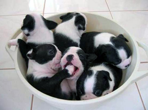 Fuck yes! A cup of puppies!