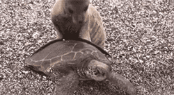 baby seal baby turtle gif