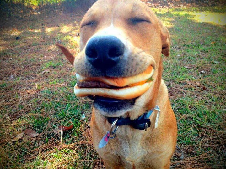 happy dog cheeseburger