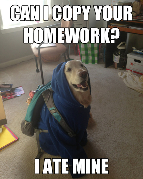 homework funny dog - Can I Copy Your Homework? I Ate Mine
