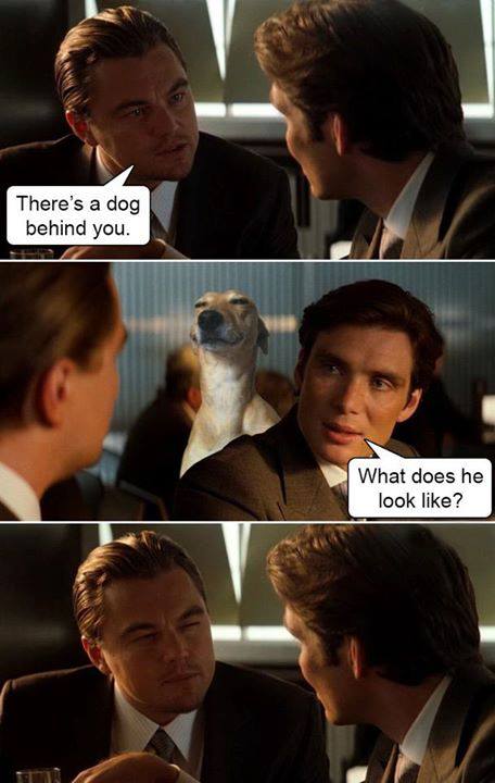 memes - there's a dog behind you - There's a dog behind you. What does he look ?