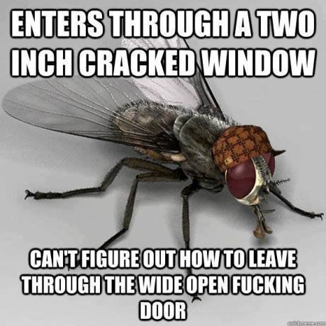 memes - flies memes - Enters Through A Two Inch Cracked Window Cant Figure Out How To Leave Through The Wide Open Fucking Door
