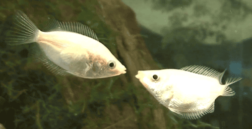 fish kiss gif