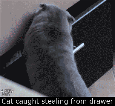 cat drawer gif - 4GIFs .com Cat caught stealing from drawer