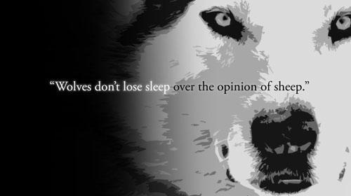 wolves don t lose sleep over the opinions of sheep - "Wolves don't lose sleep over the opinion of sheep."