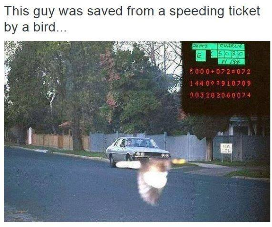 tweet - bird saves speeding ticket - This guy was saved from a speeding ticket by a bird... Sex Tcurrute 25939 85 2000072072 144003910209 103 28 2060074