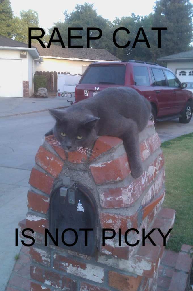 raep cat is not picky