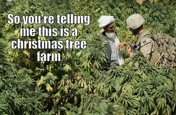 Christmas tree farming in Afghan