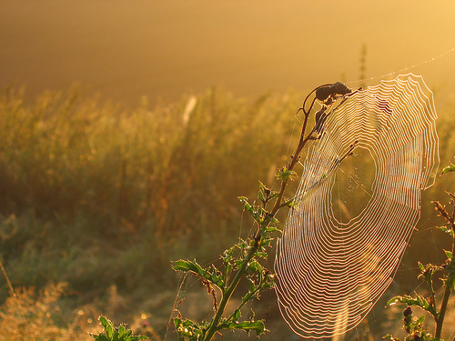 Stunning Spiderwebs