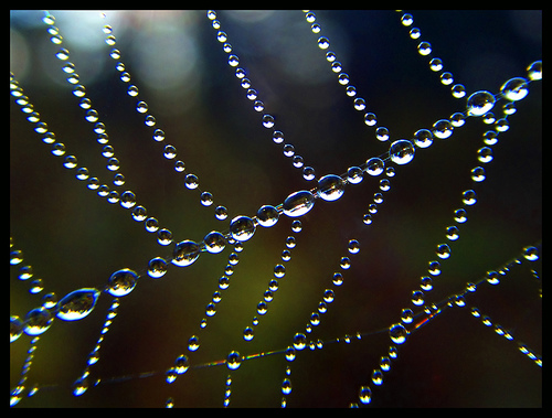 Stunning Spiderwebs