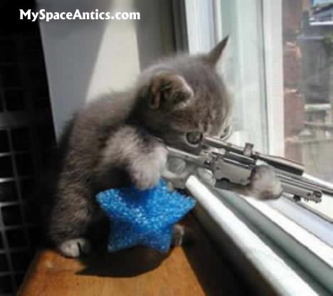 Kitty with sniper