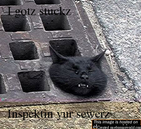 Sewer cat