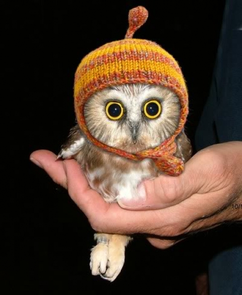 And a cute Owl to end it.