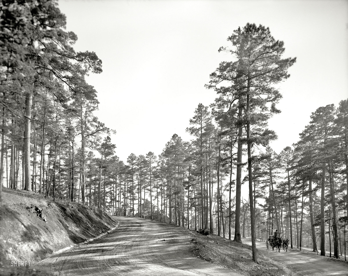 048  1905  Hot Springs , Arkansas . "Roadway through the pines"