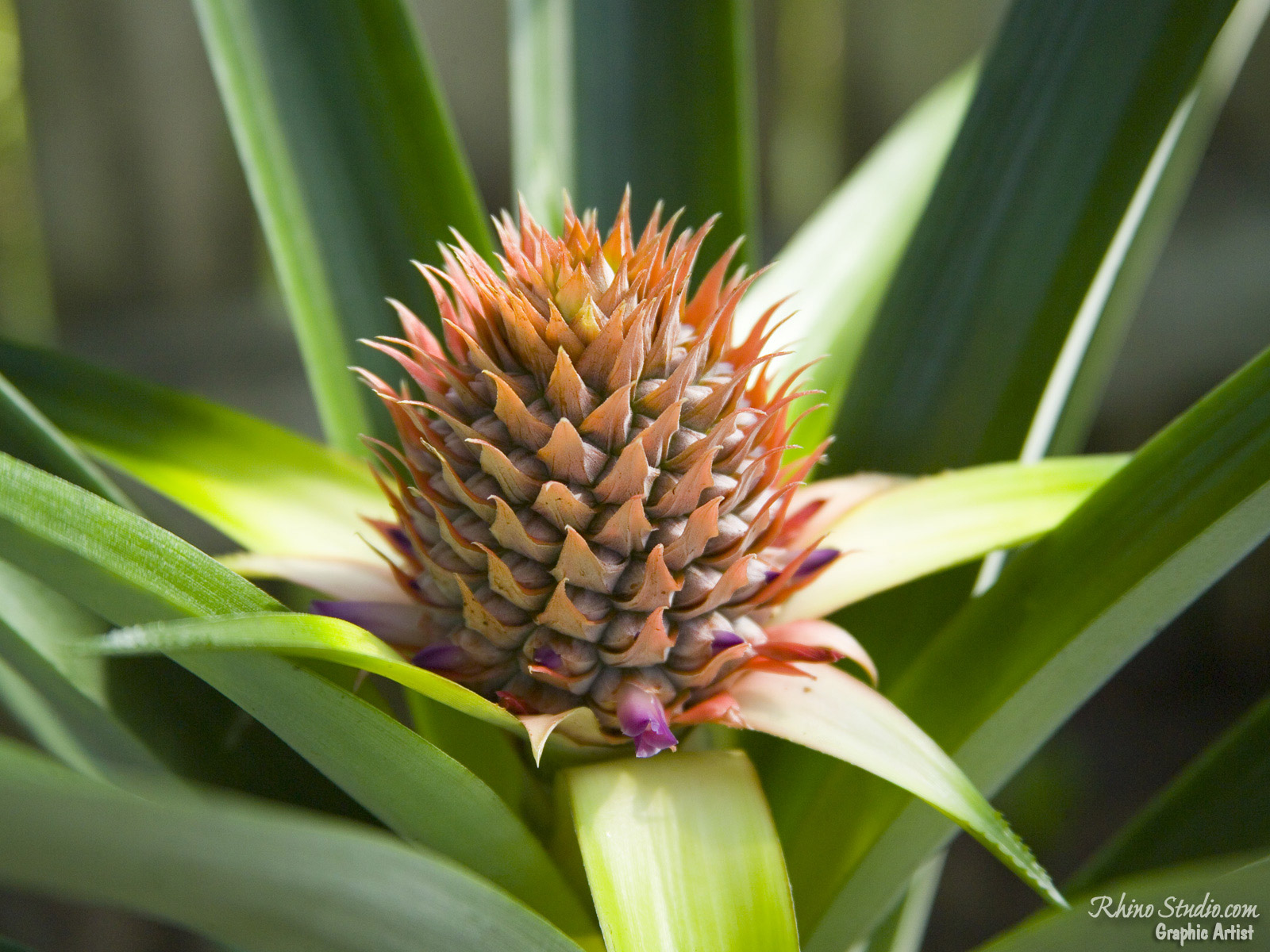 In Germany, bromelain is approved as a post-injury medication because it is thought to reduce inflammation and swelling.
