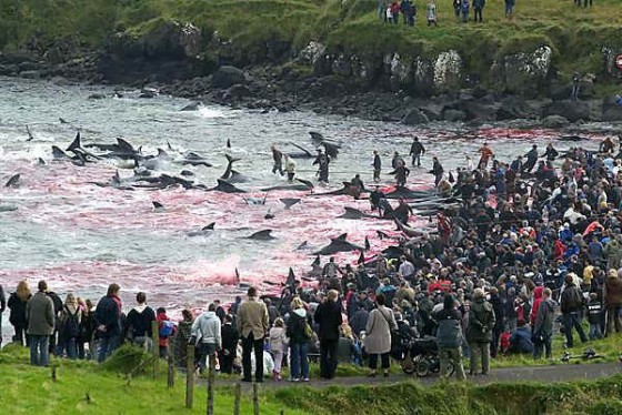This is fishing in the faroe islands 