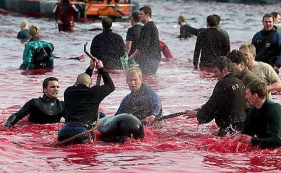 This is fishing in the faroe islands 2
