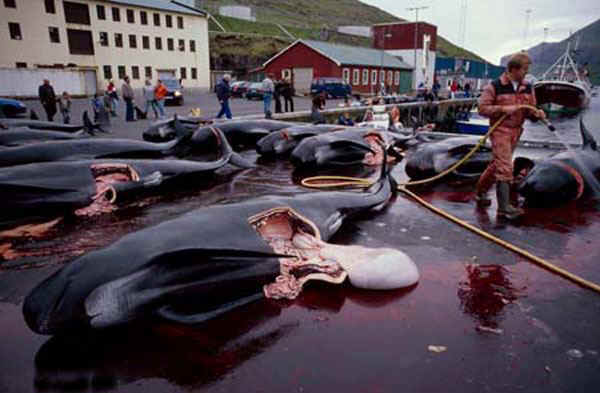 This is fishing in the faroe islands 3
