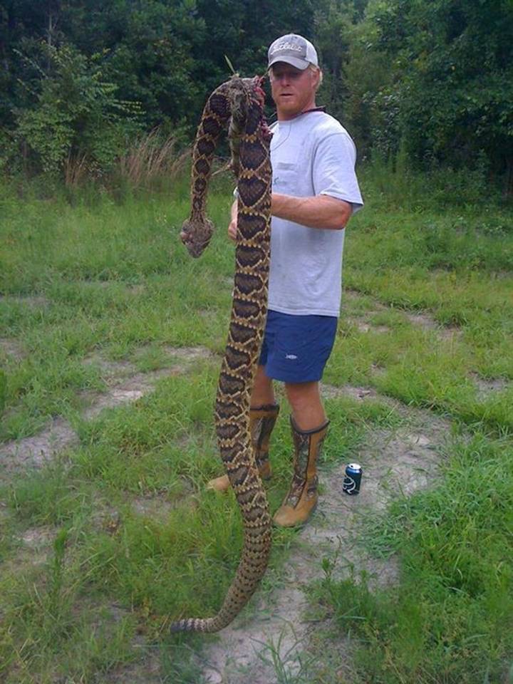 Biggest rattle snake ive ever seen my cousin killed.
