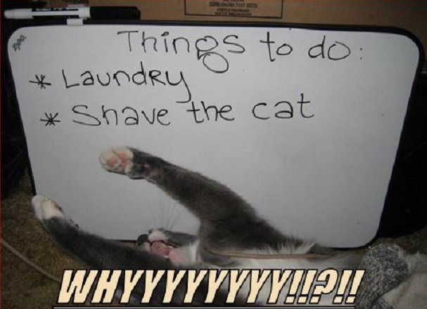 funny to do list - Things to do Laundry Shave the cat Whyyyyyyyy!Lol! 11
