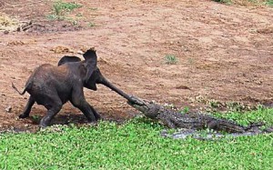Poor lil' guy... was just getting a bit of water to spray in the air the way cute baby elephants do,,, ENTER mear Mr. Crocodile:.. "I'm gonna try to eat you cute lil elephant.. let me bite your trunk... GRRRRR"