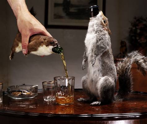 This company "Brew Dog" has come out with the highest concentration beer 55 and they've bottled it in 4 squirrels, 7 weasels, and a hare... all roadkill...