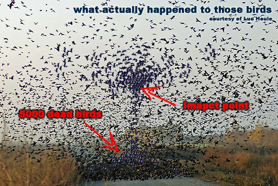 One theory on how those 5,000 birds died before they hit the ground.