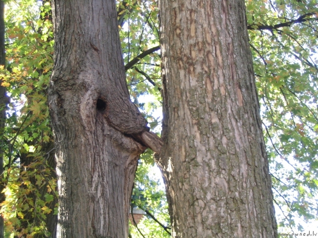 Are they male or female trees?