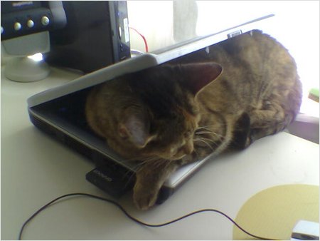 Now i know where my mouse went!!!