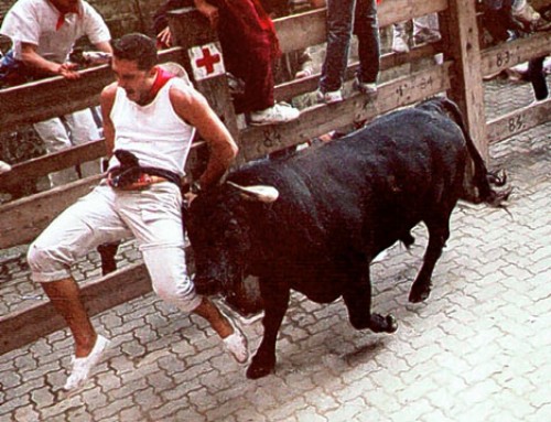 25 Bulls Goring Dumbasses