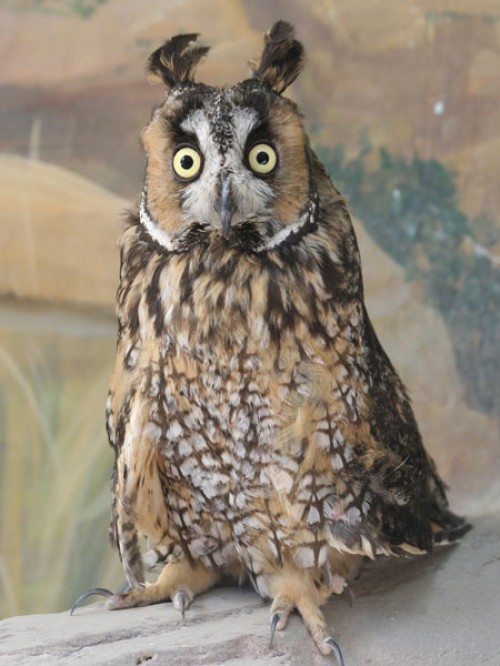 constipated owl