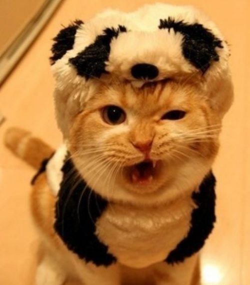 scary panda