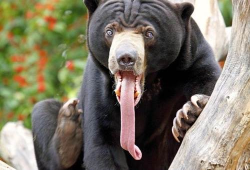tongue bear