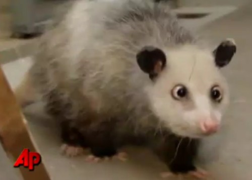 retarded opossum