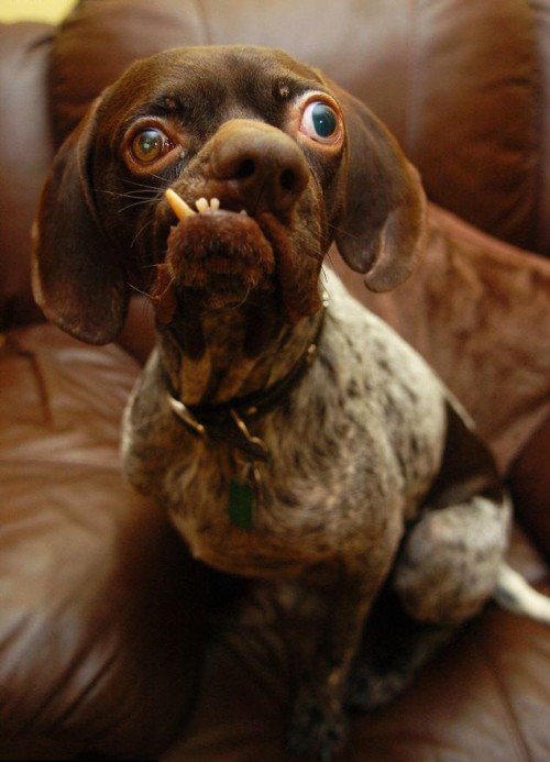 ugliest dog in britain