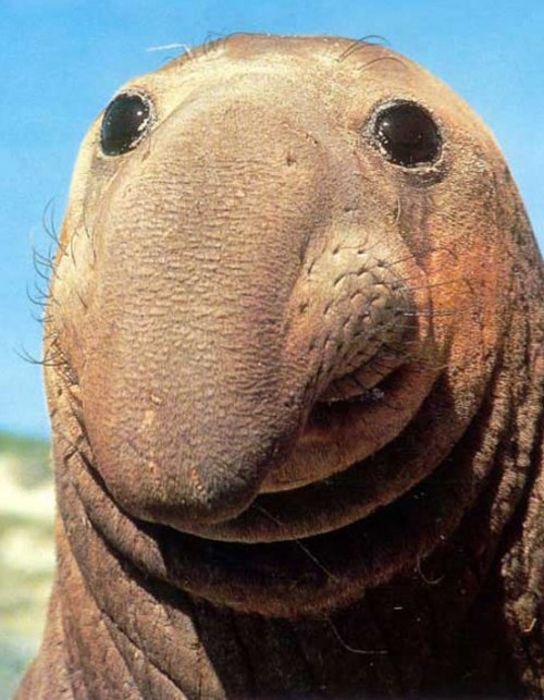 animals with big noses
