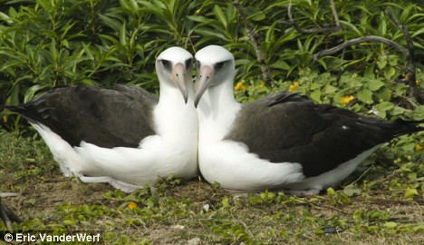 a pair of lesbian albatrosses