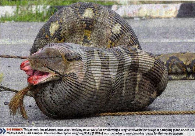 that's an andaconda. He ate and ewe.i think the ewe dieded. 