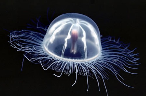 a transparent jellyfish.
