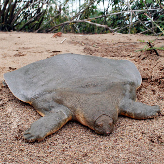 soft shell turtle.