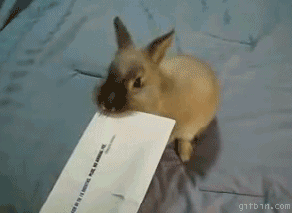 i would love to have a cute furry envelope opener.