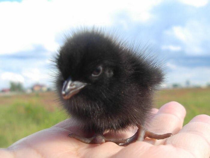 baby crow