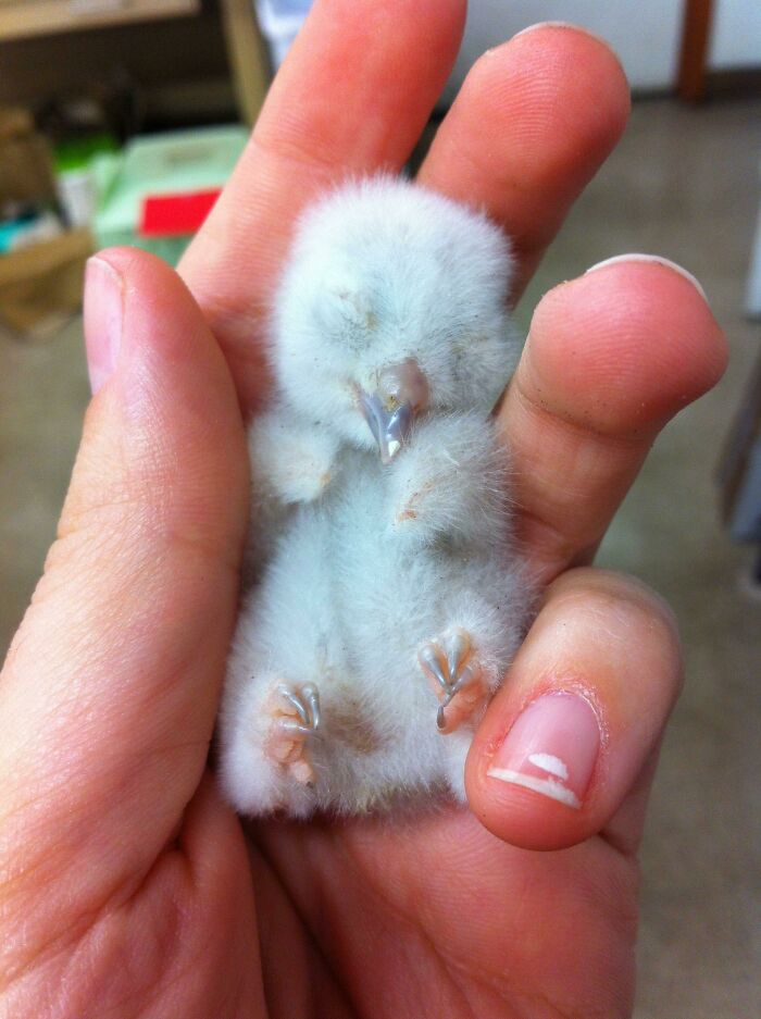 newborn baby owls