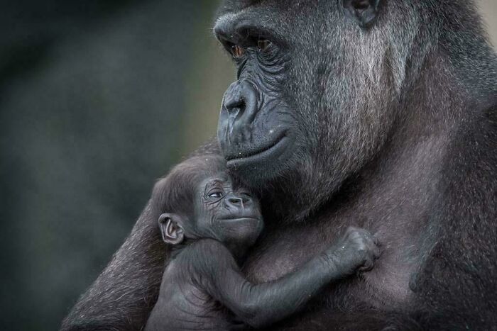 baby gorilla and mother