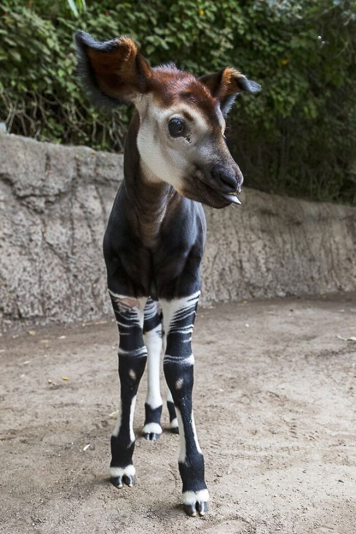baby okapi