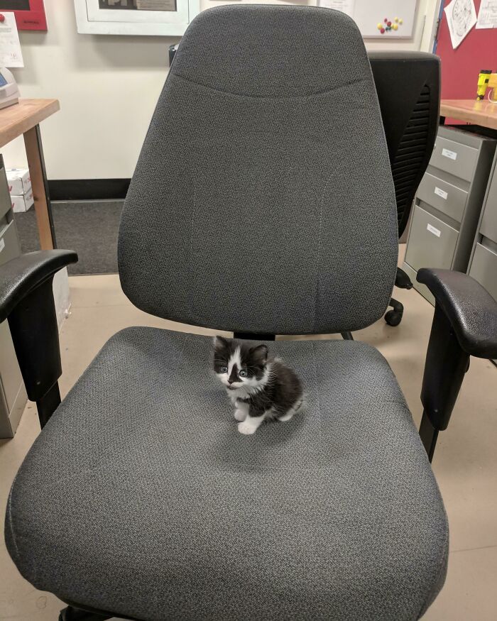 tiny cat on chair