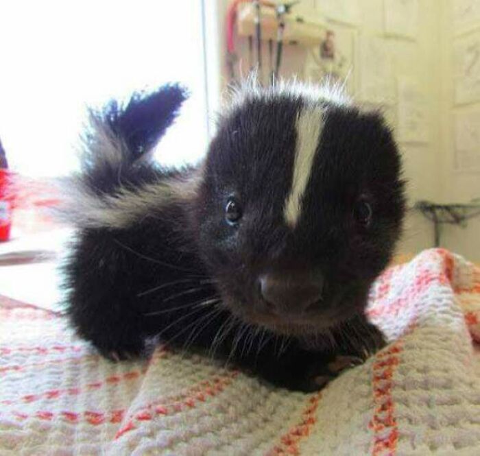 baby skunk