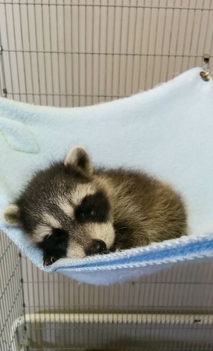 adorable baby raccoon
